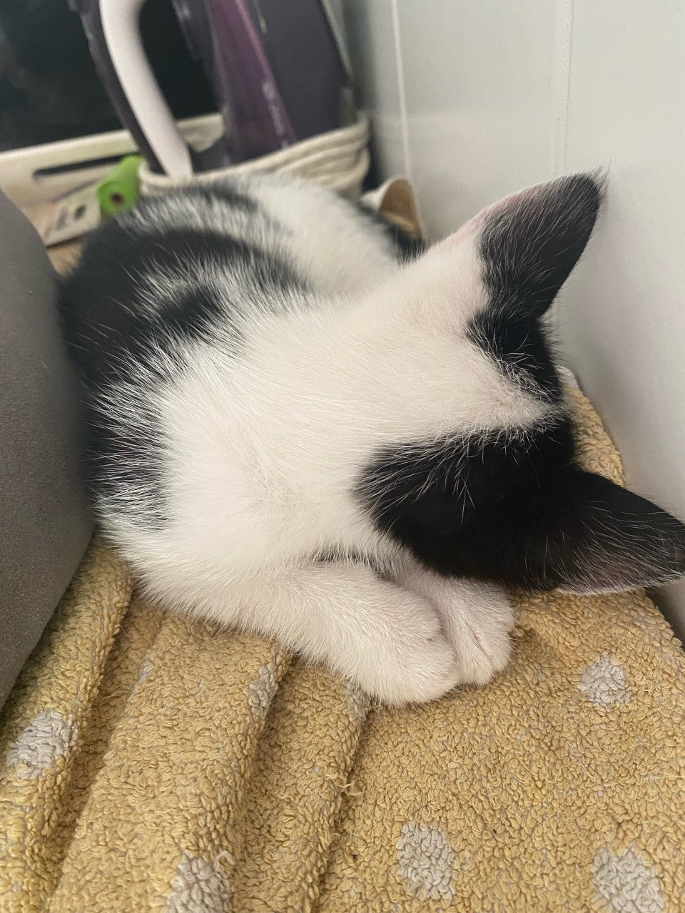 Kitten