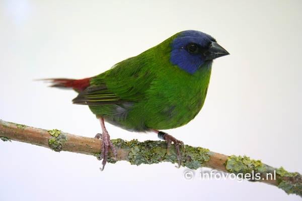 Vogels