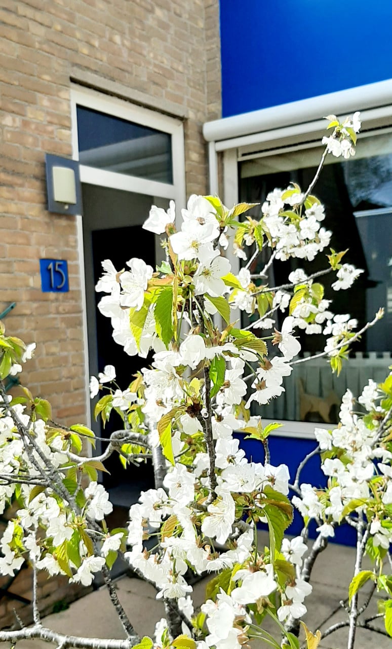 Gezonde Zoete Kers in kobaltblauwe Aziatische pot