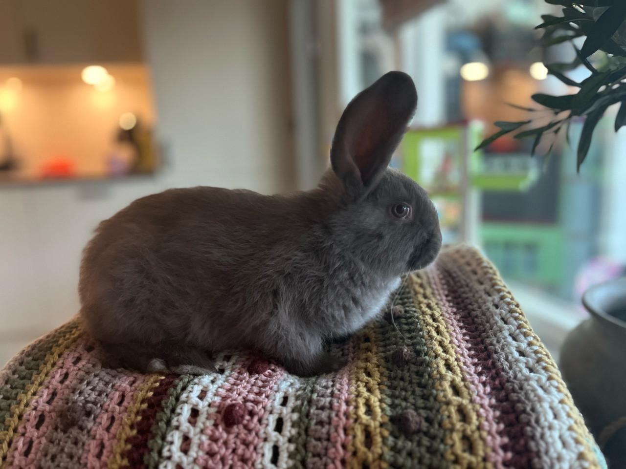 Duitse reus 9 weken oud