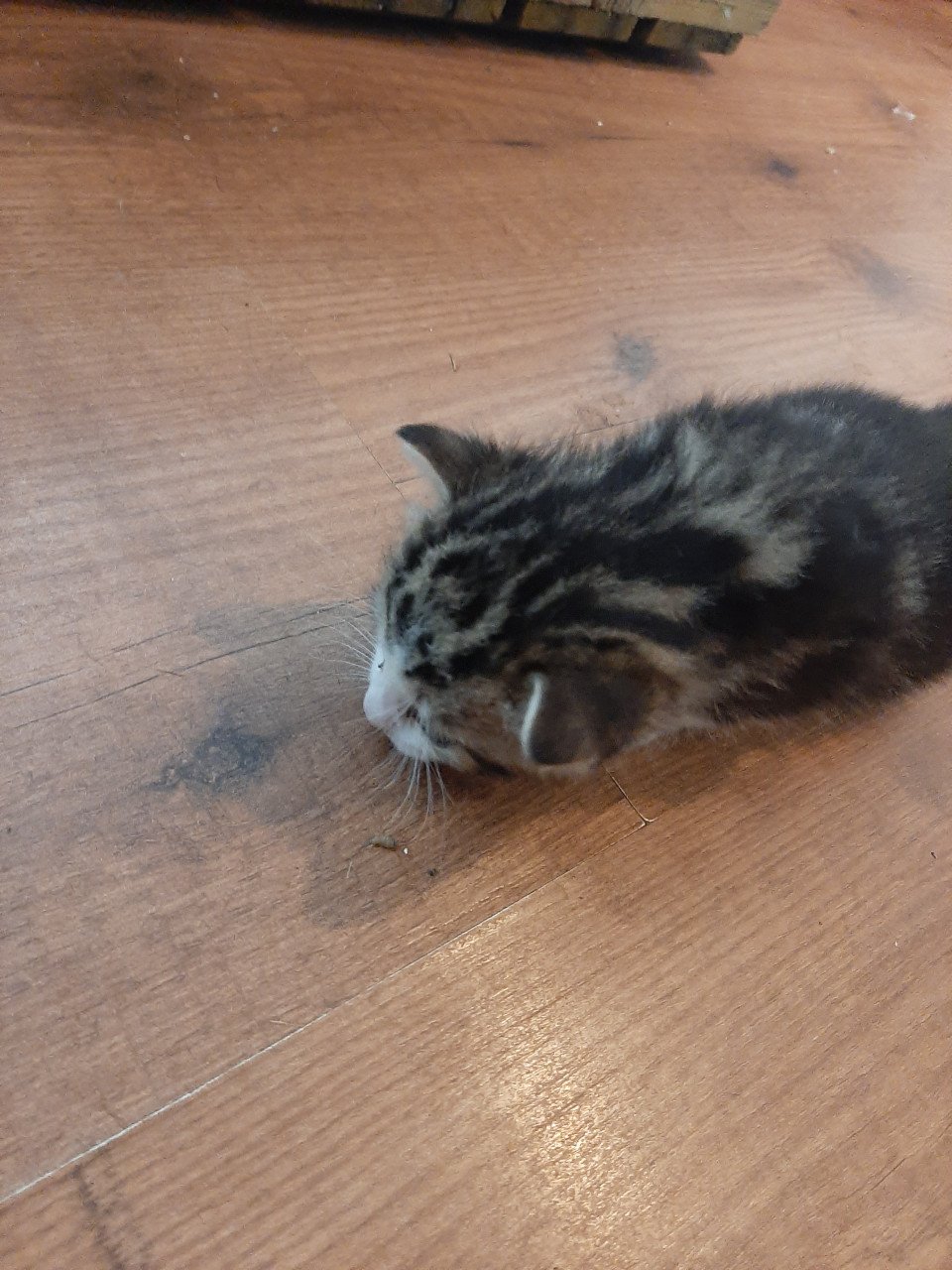 Kittens
