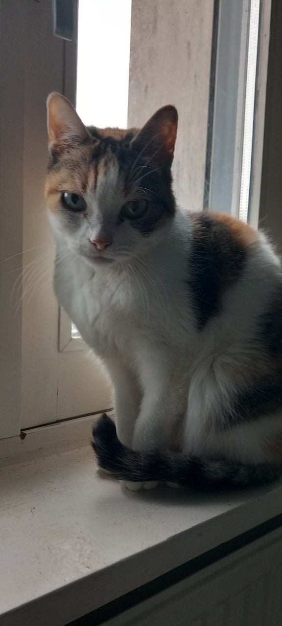 Katten