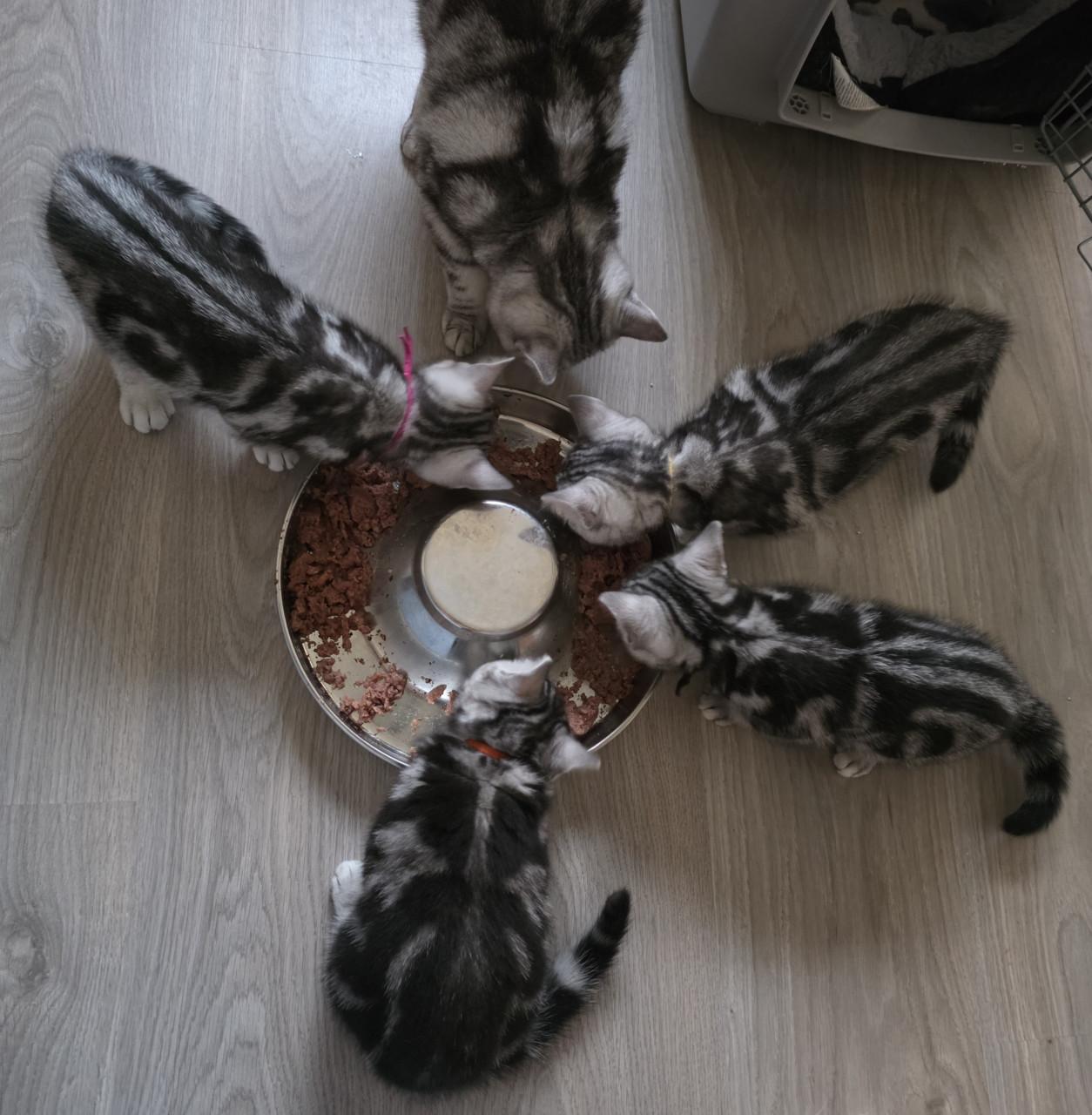 Raszuivere Brits korthaar kittens (Whiskas)