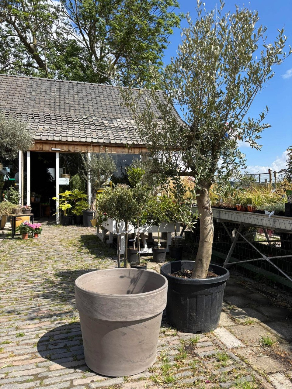 OLIJFBOMEN, YUCCA’S 30 % KORTING (op alles)