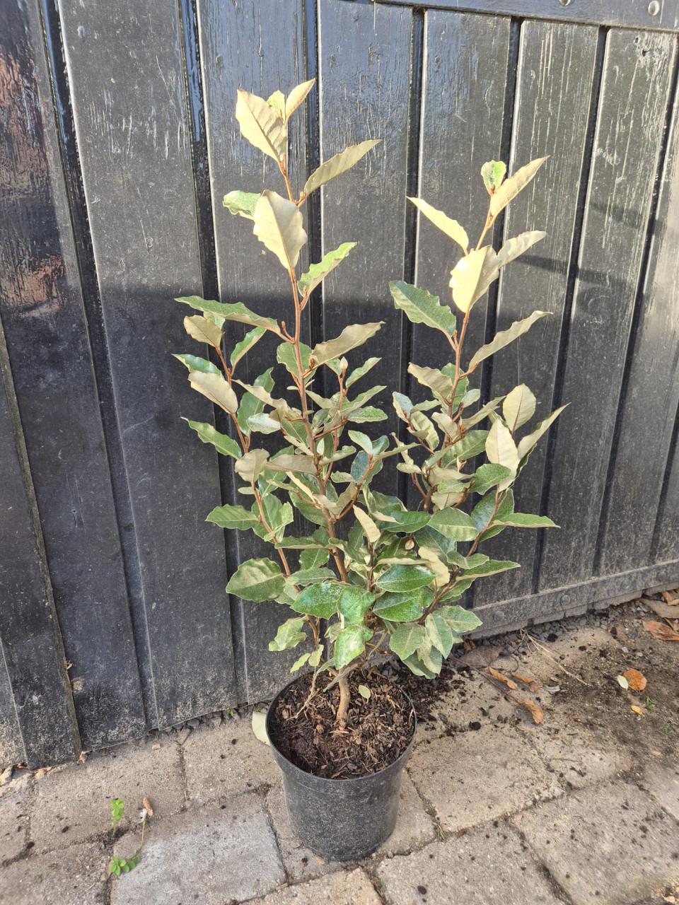 Olijfwilg compacta haagplanten