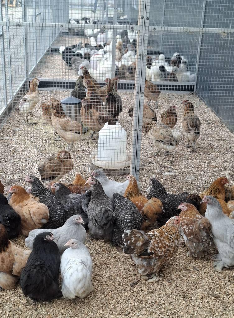 Ruime keuze cochin kriel hennen.......