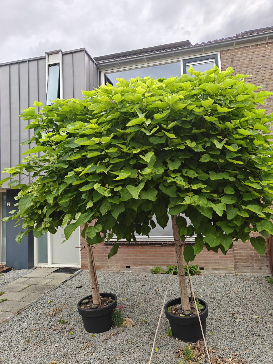 2 grote sierbomen a 2,5m in pot 60cm te koop: Bolcatalpa's