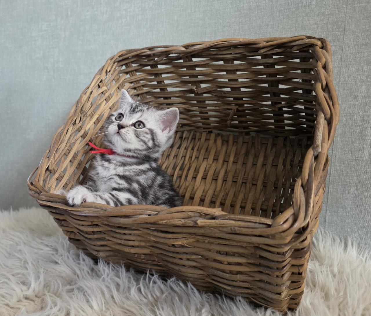 Brits korthaar kittens  (Whiskas)
