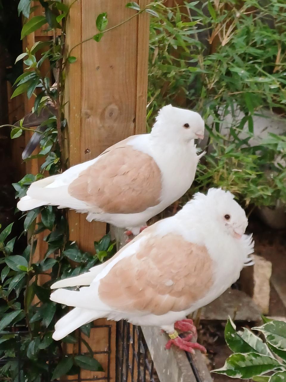 4 duiven (2koppels)mogen verhuizen.