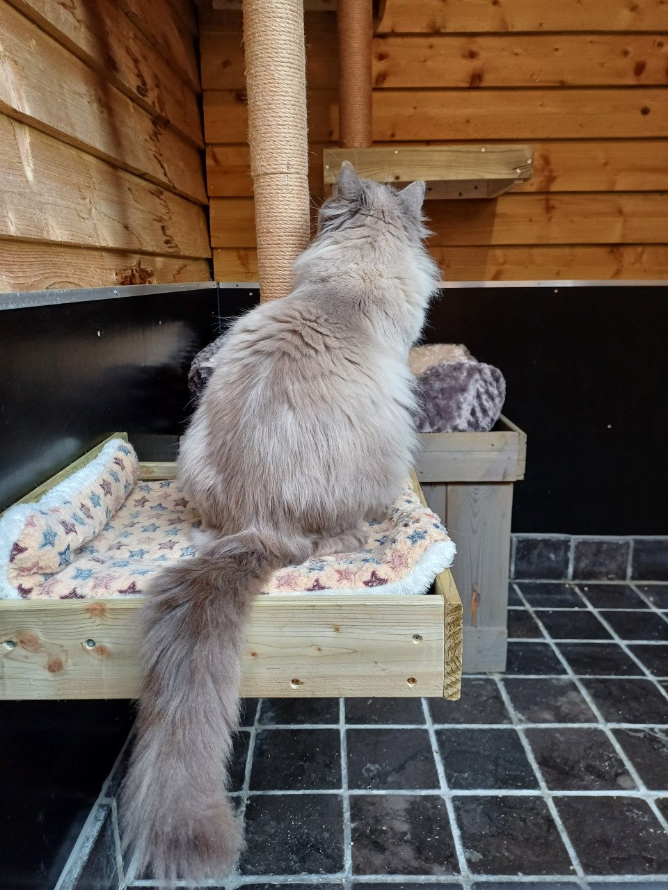 Mooie lieve Ragdoll Blue Point kater met stamboom