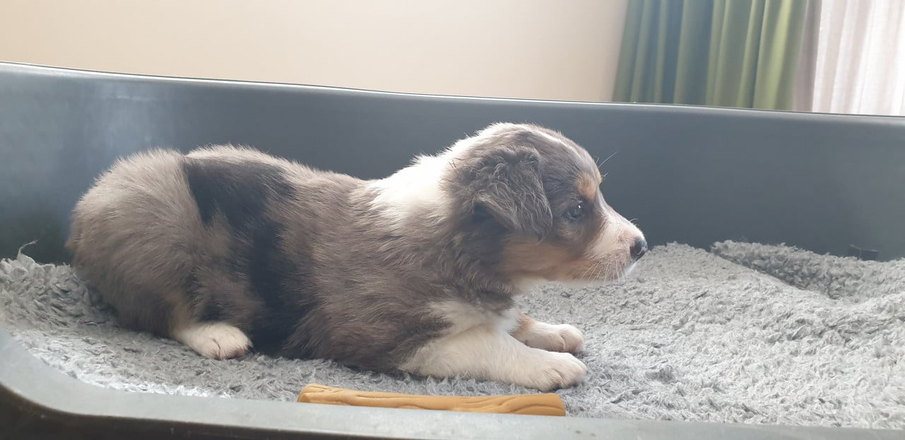 Border Collies
