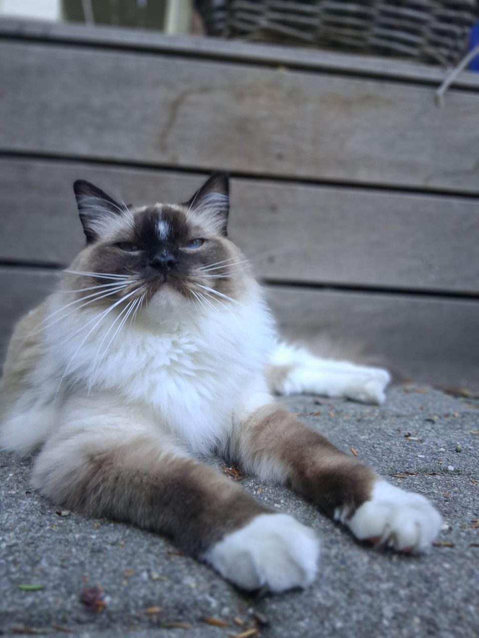 Vermist Noesje onze lieve kater