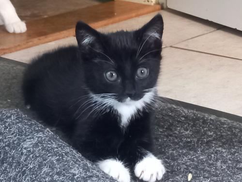 Lieve aanhankelijk vrouwelijk kitten te koop