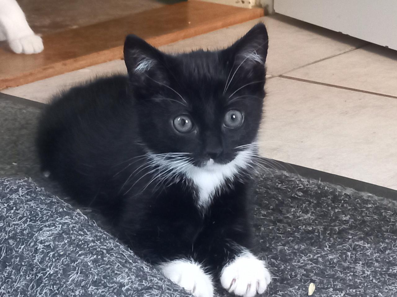 Lieve aanhankelijk vrouwelijk kitten te koop