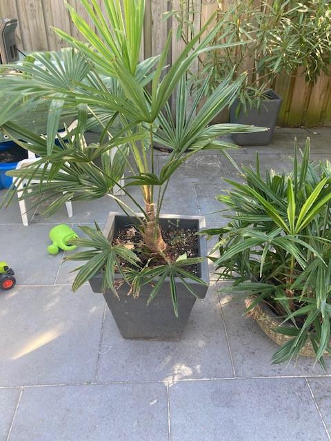 Chinese Waaierpalmen