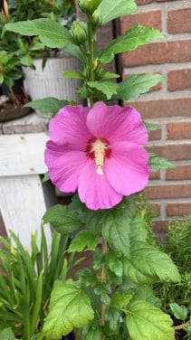 Hibiscus