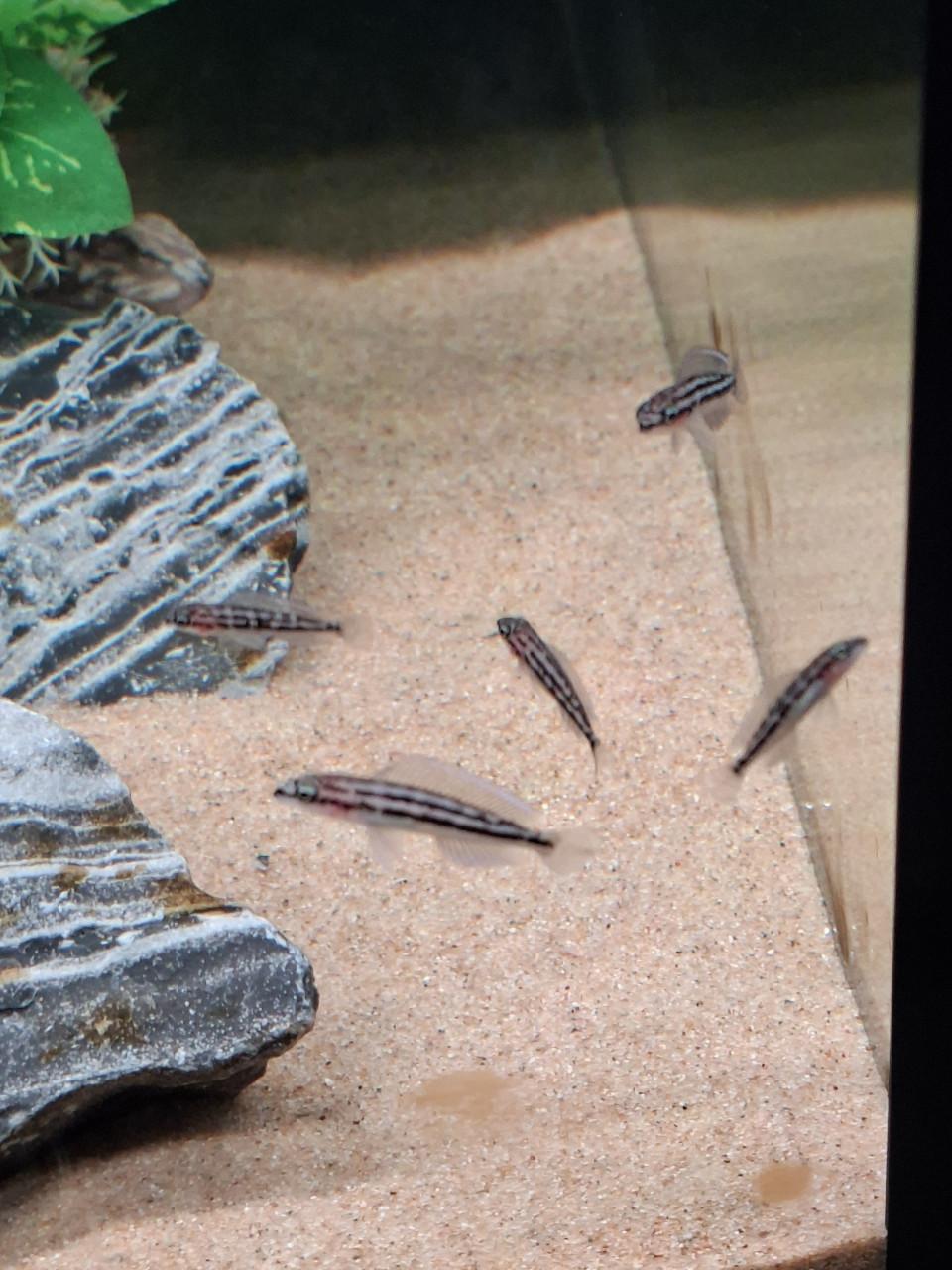 Julidochromis dickfeldi