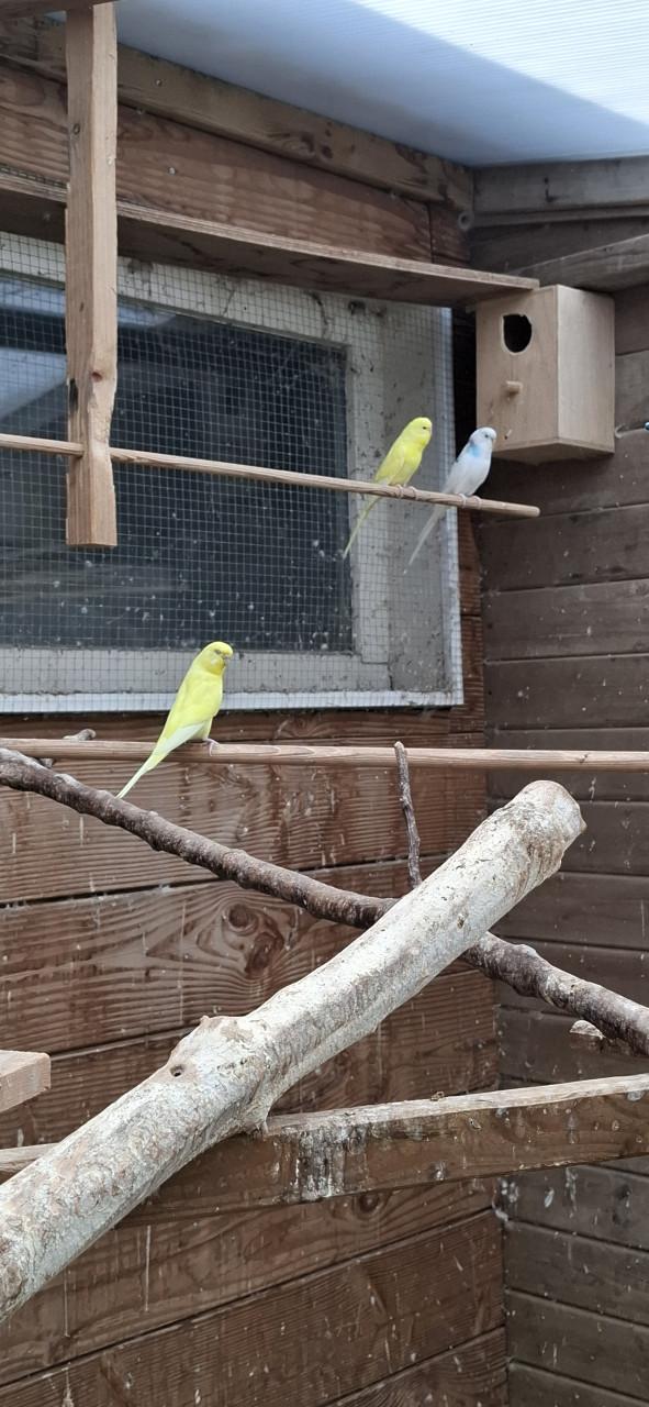 Parkietjes (11 stuks)