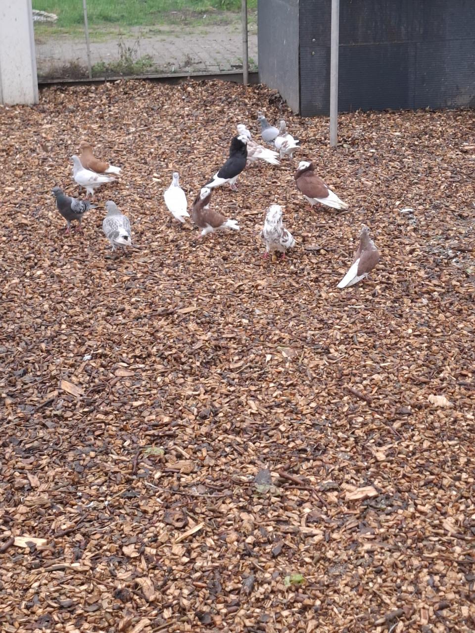 Sierduiven, ruime keuze