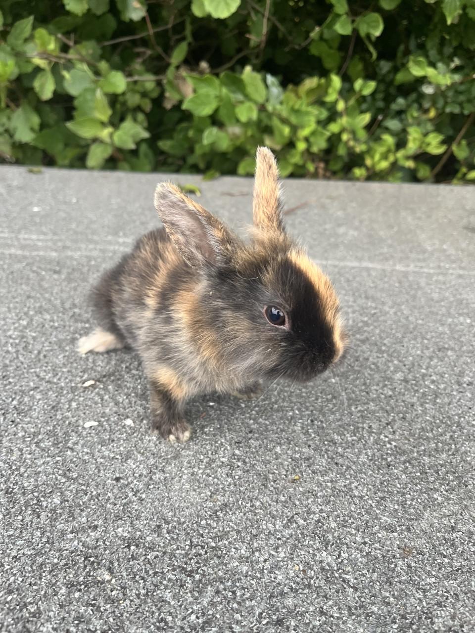 Baby konijntjes