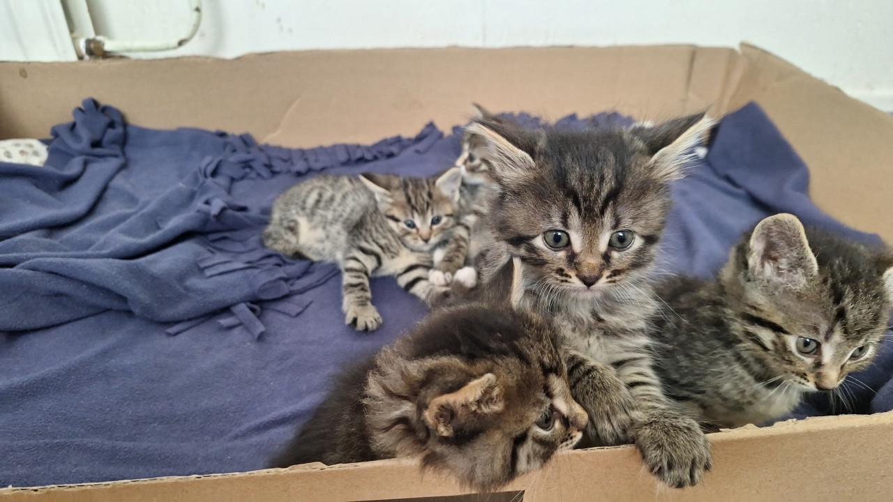 Kittens