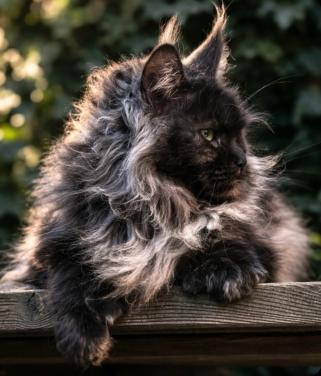 Black Smoke Polydactyl Maine Coon met stamboom