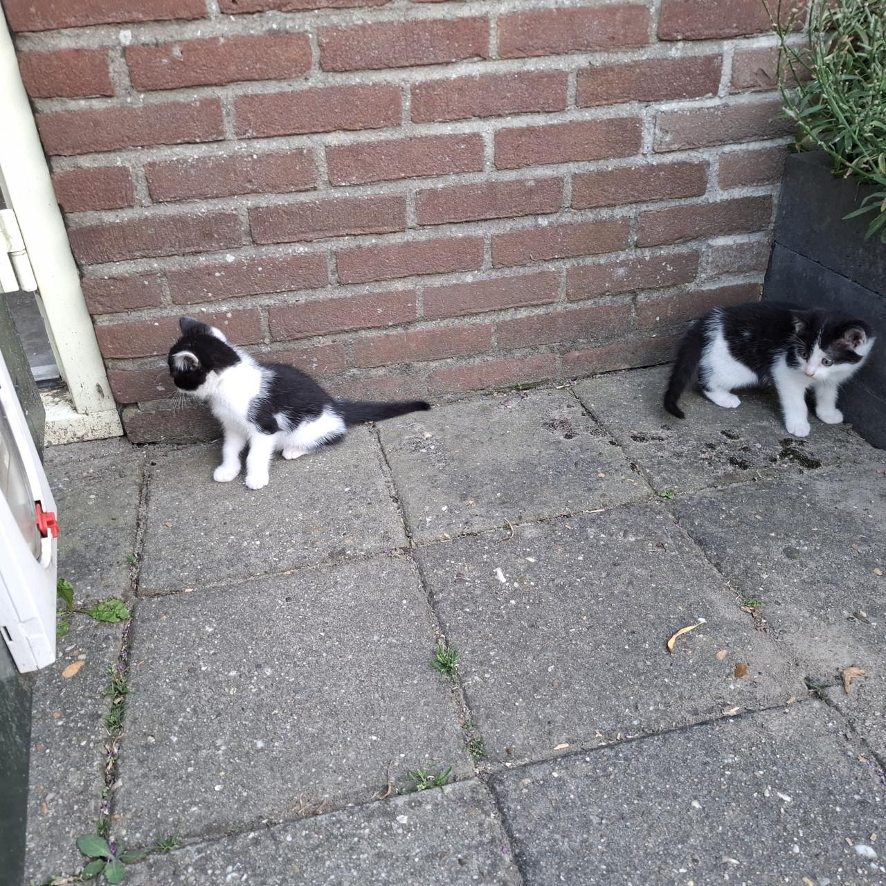 Kittens