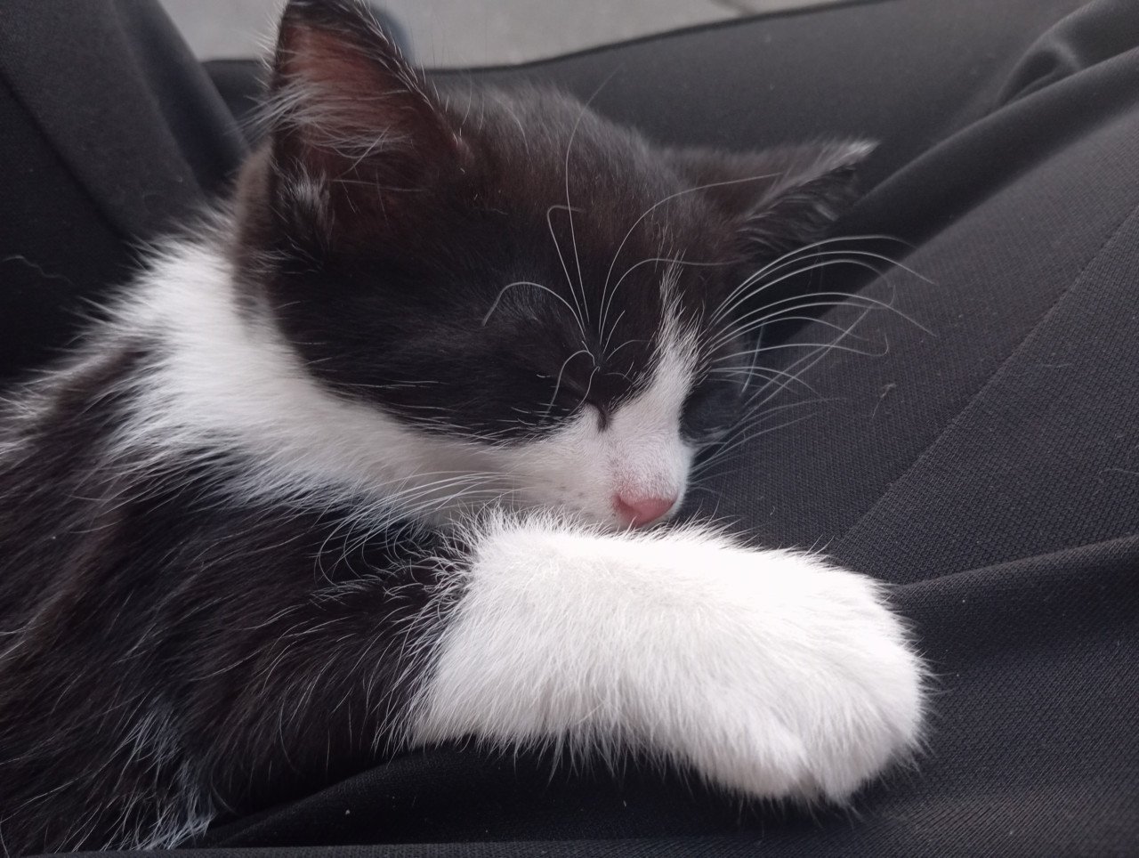 Kittens half langhaar zwart-wit