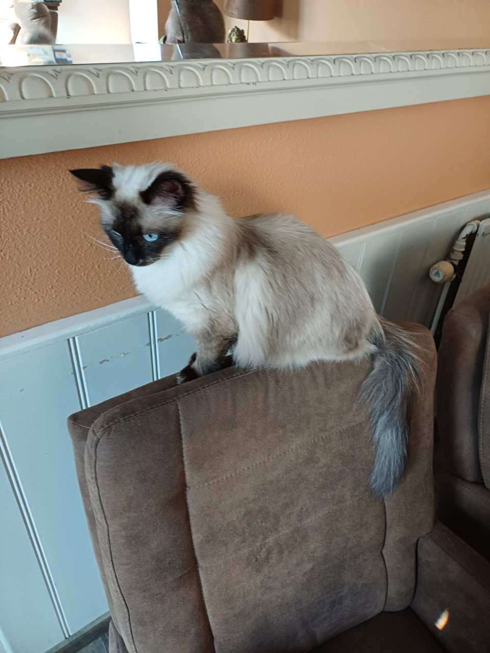 Mooie en superlieve Ragdoll poes bijna 1 jaar blauwe ogen