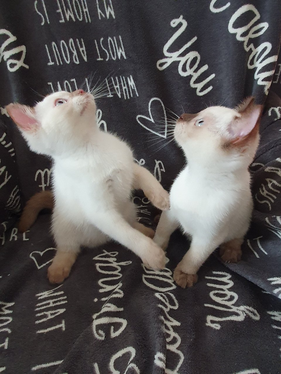Britse korthaar kittens