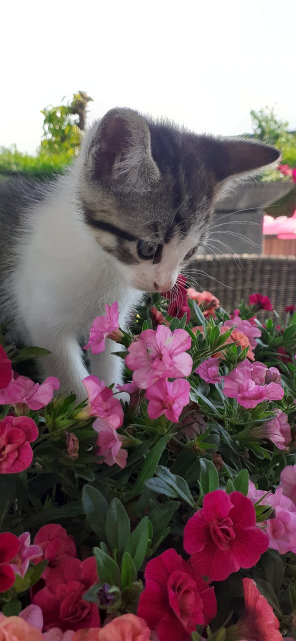 Schattige kittens 😻