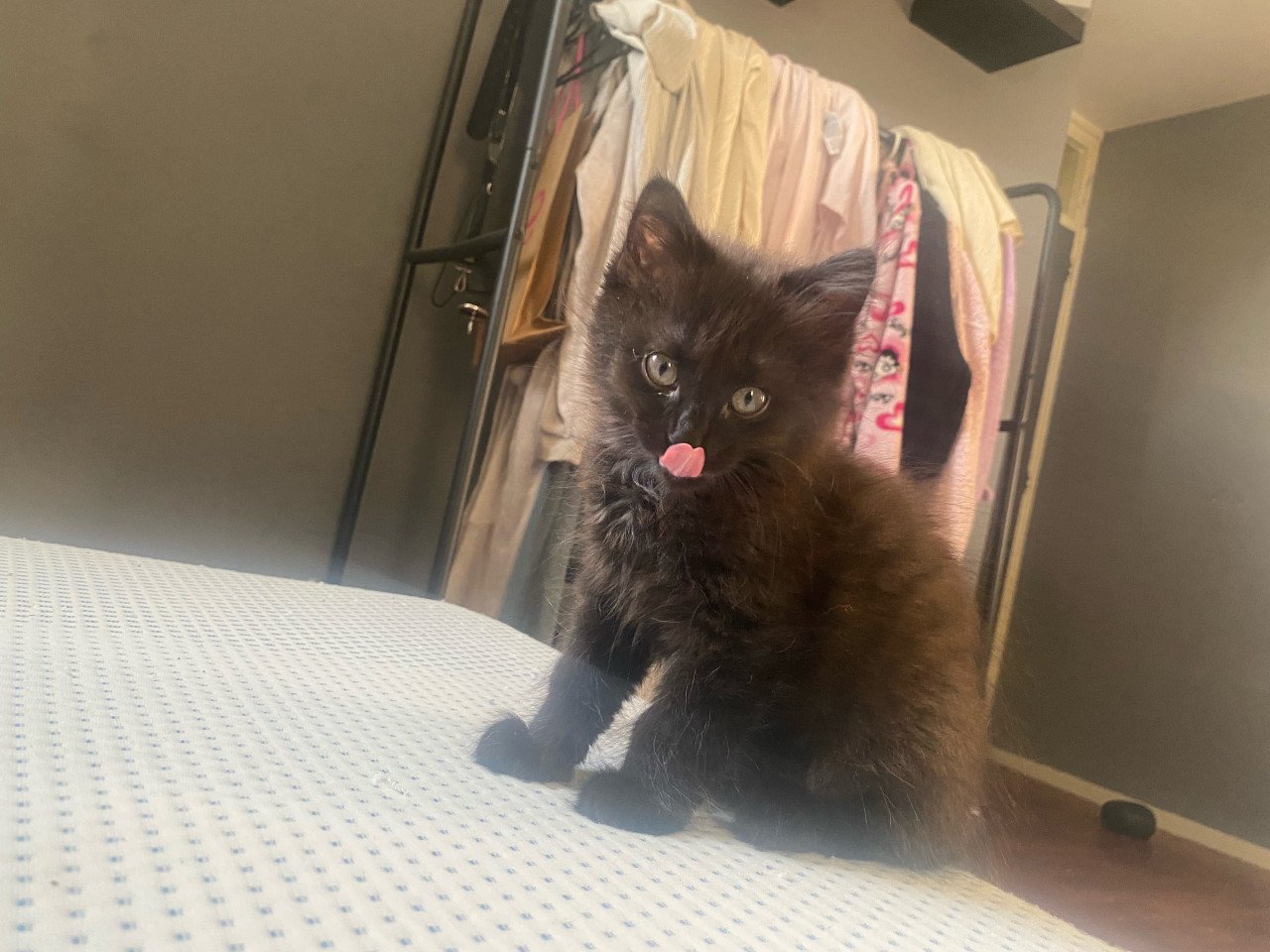 Kittens