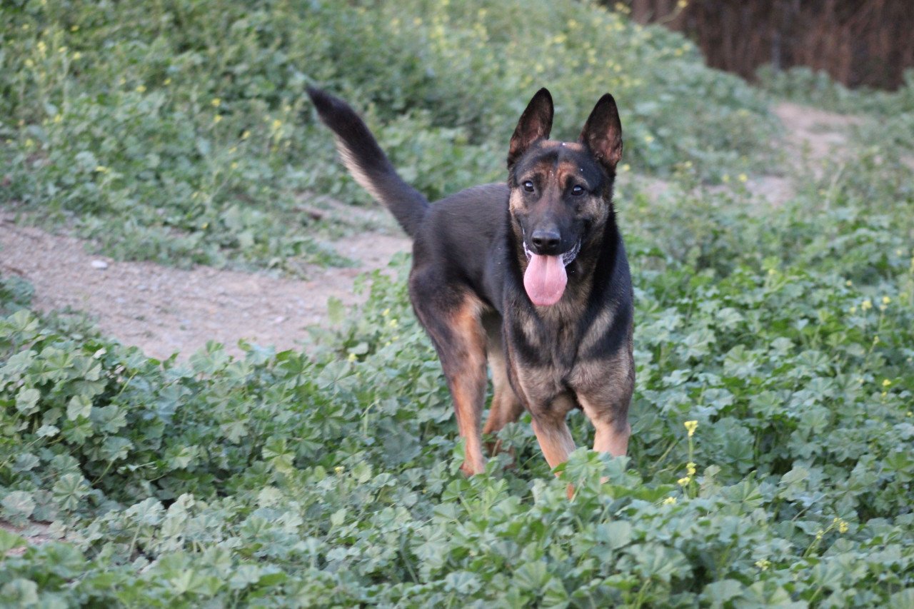 Alora Dog Rescue: Leo wacht al zo lang