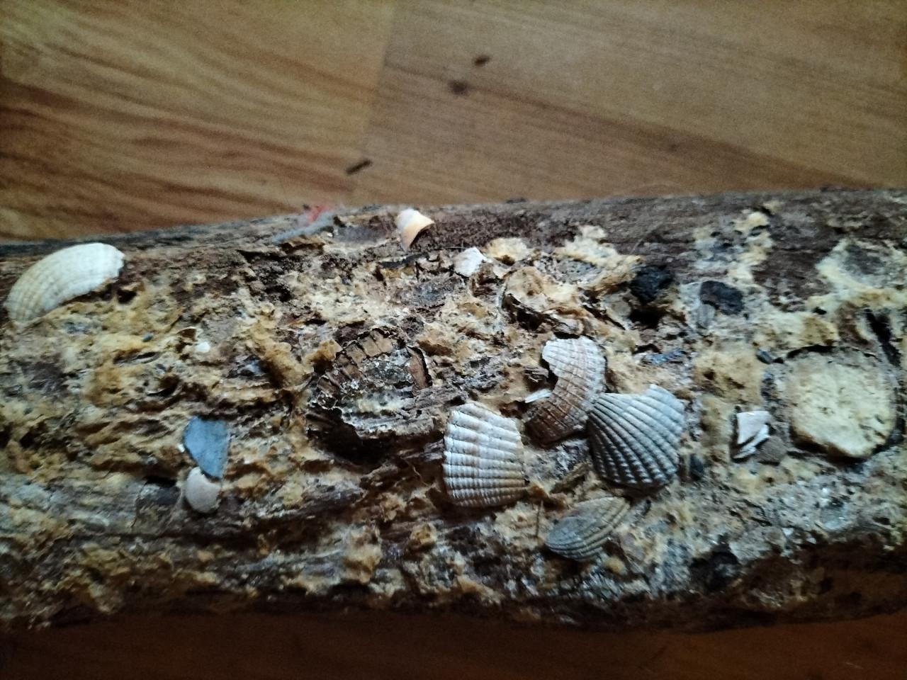 Houten paal met schelpen