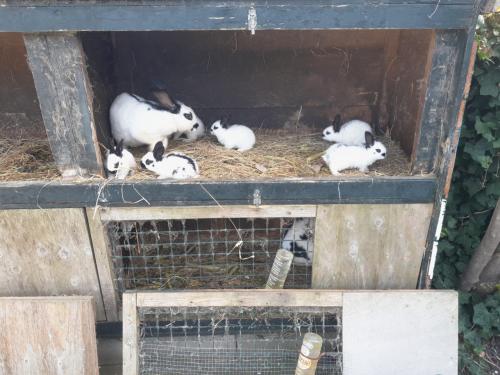 Jonge konijnen. Lotharingers.