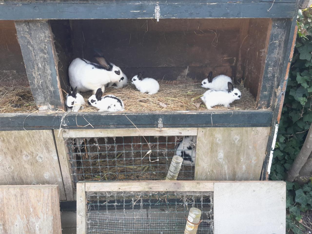 Jonge konijnen. Lotharingers.