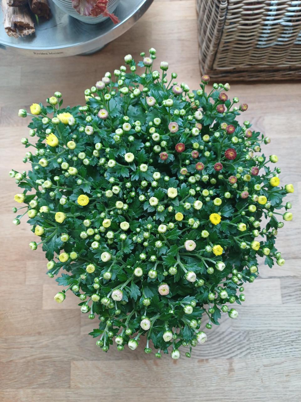 HERFSTarrangement Mooie, grijze schaal + 3-kleurige chrysant