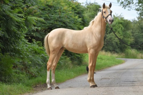 5-jarige Palomino PRE merrie