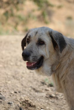 Alora Dog Rescue: Logan, grote knuffelbeer zoekt een baasje