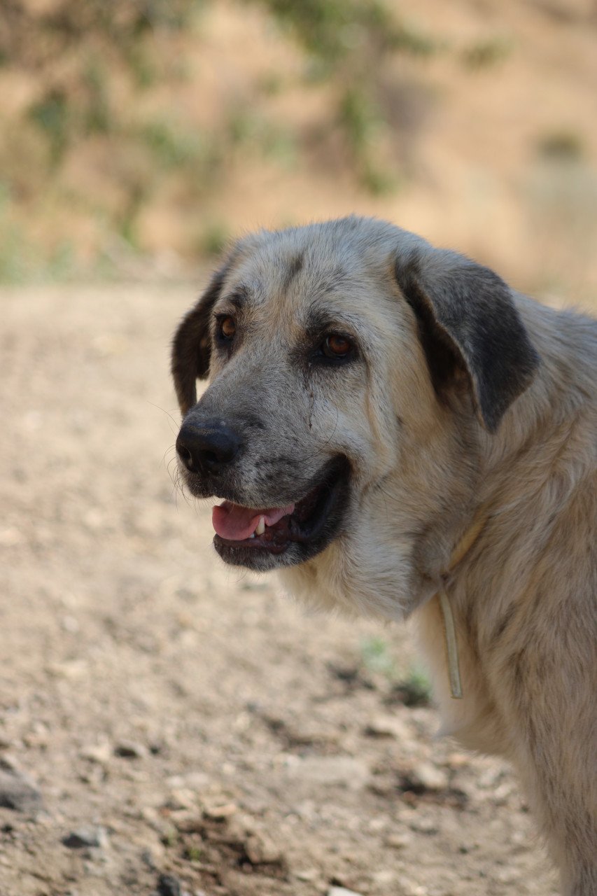 Alora Dog Rescue: Logan, grote knuffelbeer zoekt een baasje