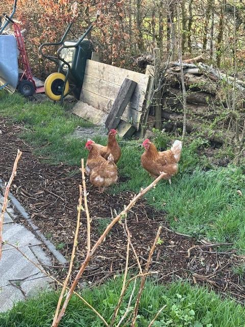 Jonge kippen 3 hennen