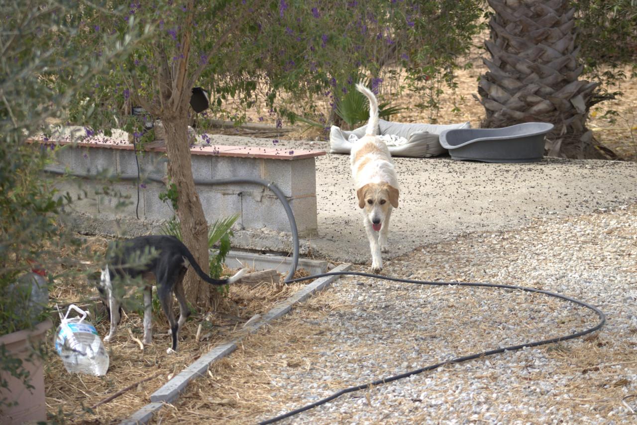 Alora Dog Rescue: Effie, wie geeft haar een thuis