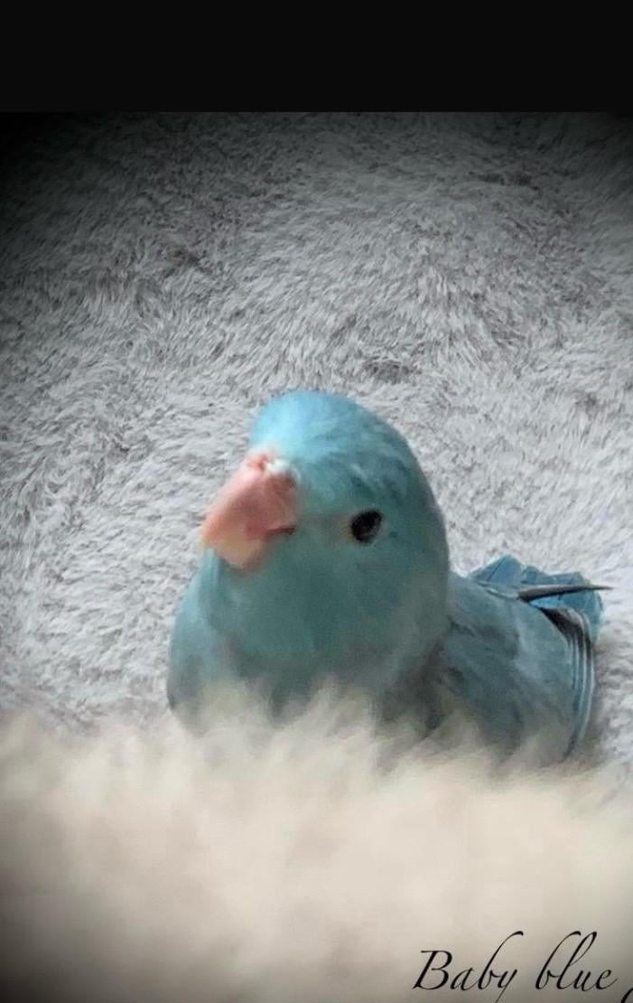 Handtam jong Forpusje