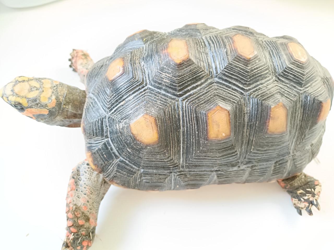 Testudo carbonaria vrouw volwassen