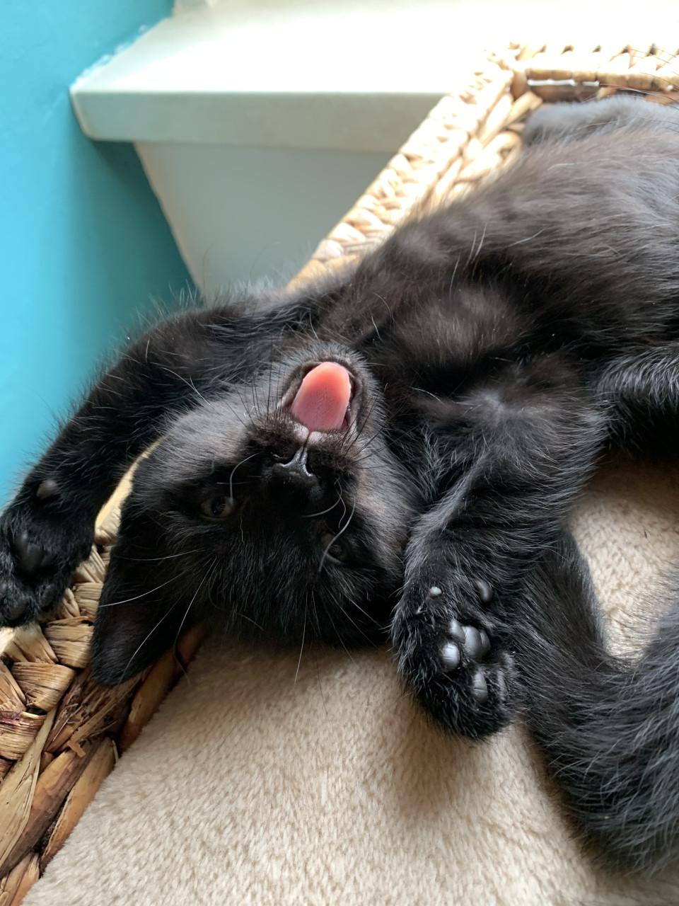 🌸 kitten kater🌸