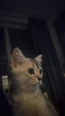 Briste korhaar kater black silver tabby ticked