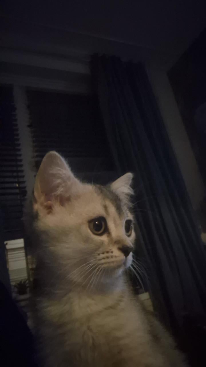 Briste korhaar kater black silver tabby ticked