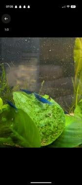 Neocardina garnalen blue