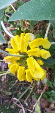 Phlomis struik bijzonder