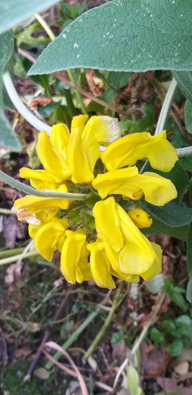 Phlomis struik bijzonder